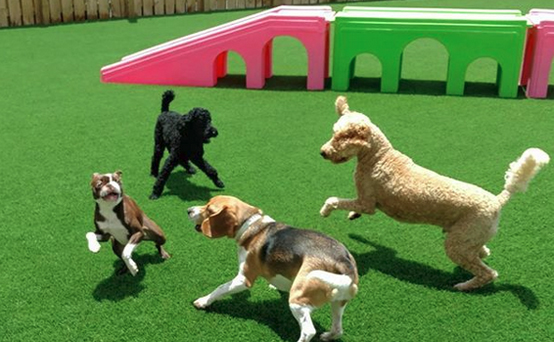 Camp Canine Daycare